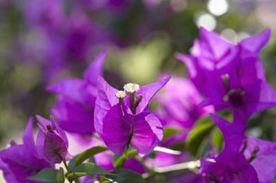 考研新方向 园艺教学设备的研究与开发